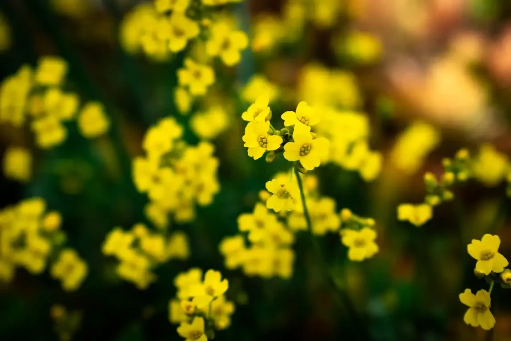 bunga alyssum untuk taman depan rumah