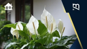 tanaman untuk taman depan rumah
